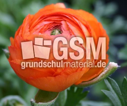 Ranunkel-1.jpg